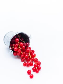 A metal basin filled with red currants.