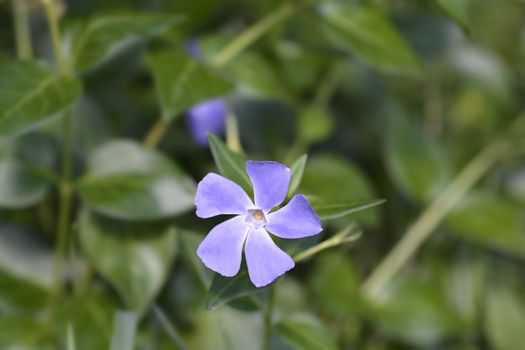 Lesser Periwinkle flower - Latin name - Vinca minor