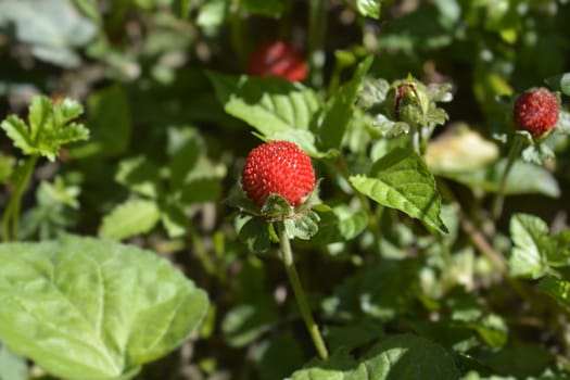 Indian strawberry fruit - Latin name - Duchesnea indica (Potentilla indica)