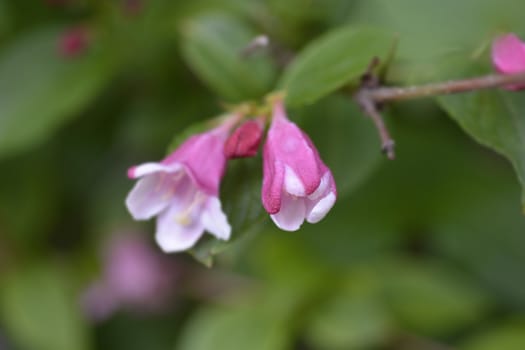 Old-fashioned weigela - Latin name - Weigela florida