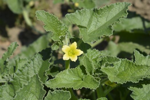 Squirting cucumber - Latin name - Ecballium elaterium