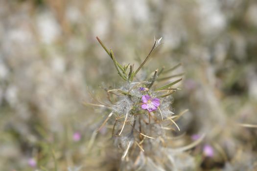 Great hairy willowherb flower and seeds - Latin name - Epilobium hirsutum