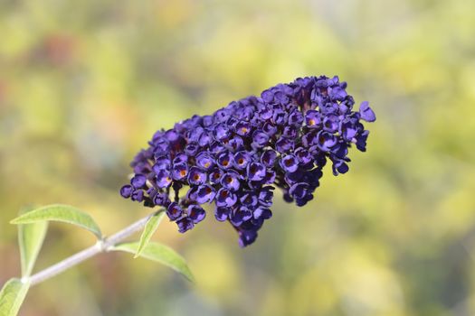 Summer lilac Black Knight - Latin name - Buddleja davidii Black Knight