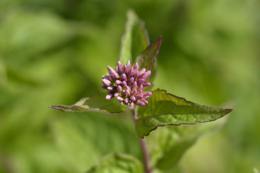 Hemp agrimony flower buds - Latin name - Eupatorium cannabinum