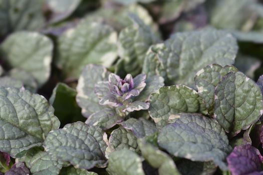 Bugle Burgundy Glow - Latin name - Ajuga reptans Burgundy Glow