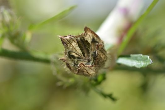 Flower-of-an-hour seed pod - Latin name - Hibiscus trionum