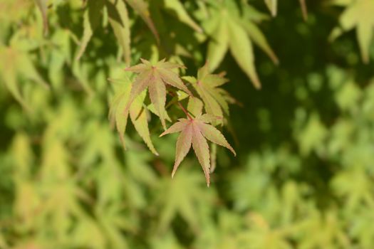 Japanese Maple - Latin name - Acer palmatum