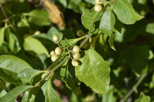 European spindle branch - Latin name - Euonymus europaeus