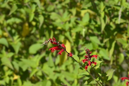 Pineapple sage Ananas red flowers - Latin name - Salvia elegans Ananas