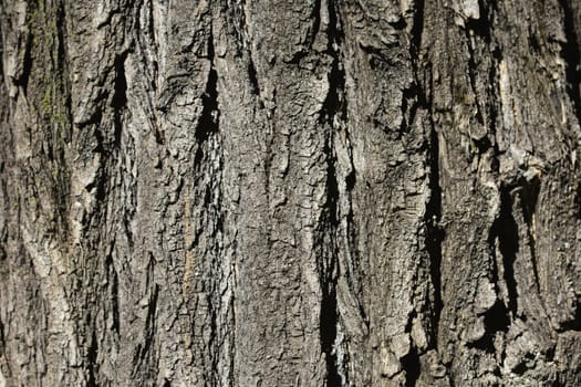 Japanese pagoda tree bark detail - Latin name - Styphnolobium japonicum (Sophora japonica)