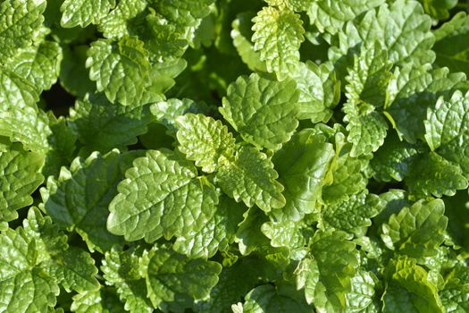 Lemon balm leaves - Latin name - Melissa officinalis