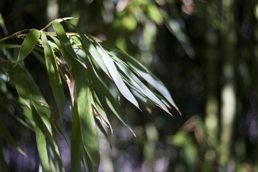 Macro and close-up of plants in Georgia