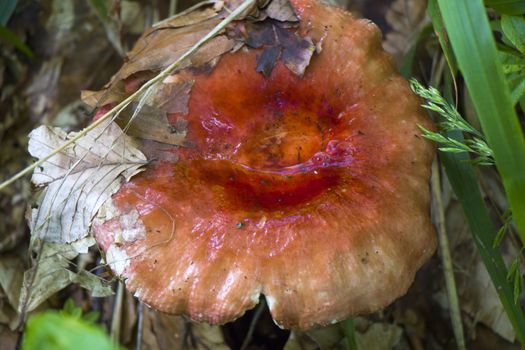 Red mushroom in the wild and forest, big edible mushroom in Svaneti, Georgia