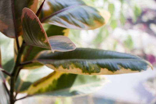 Ficus Elastica, house plants background, green color and daylight, ficus leaves