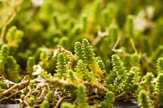 Succulents on the rock, green color, beautiful plant macro and close-up.