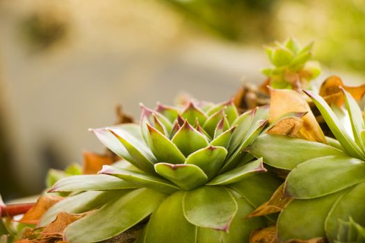 Succulents on the rock, green color, beautiful plant macro and close-up.