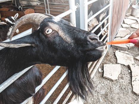 woman vet feeding goat. farm and farming concept.