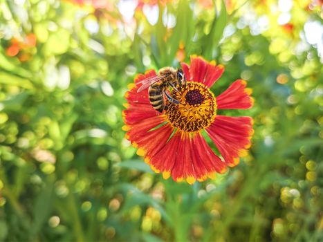 Honey bee covered with yellow pollen collecting nectar in flower. Animal is sitting collecting in sunny summer sunflower. Important for environment ecology sustainability. Awareness of climate change