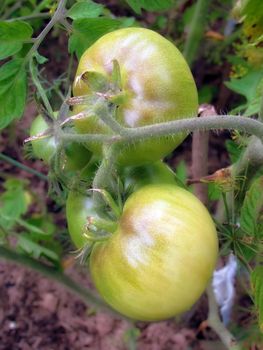 Thick green tomatoes growing on a thick vine in the garden. A twig is tied to a village peg. By the fall, the harvest festival, there will be a wonderful crop of vegetables. The best food for vegans.