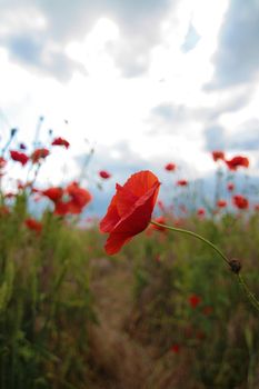 Blooming poppy field. Red poppy flower close up.