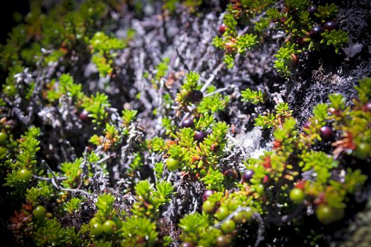 Black norwegian crowberry, wild fruits and plants in Norway.