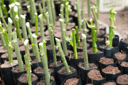 Farmers hand plant a young Chaiya tree cuttings (Tree spinach or Mexican Kale) in a special black bag for seedlings.