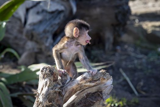 A baby Hamadryas Baboon playing outside on a fallen tree branch