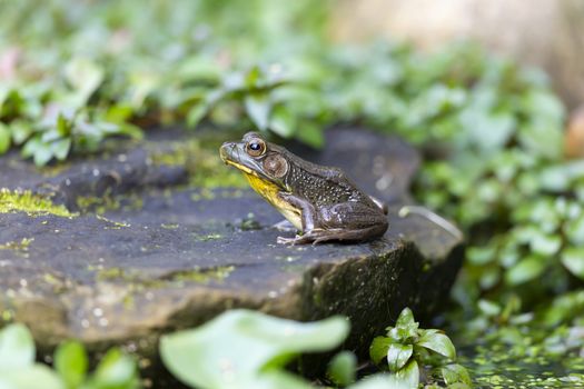 A Frog sitting on a rock in a garden pond surrounded by green leaves