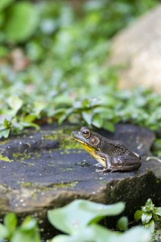 A Frog sitting on a rock in a garden pond surrounded by green leaves