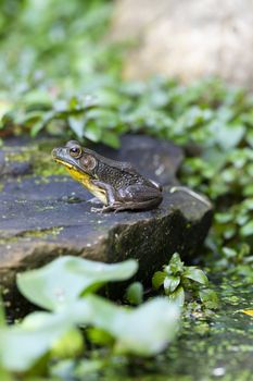 A Frog sitting on a rock in a garden pond surrounded by green leaves