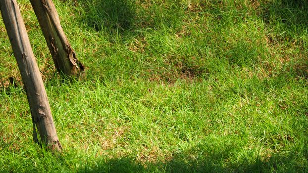 Blurry images of real natural green grass field top view angle.