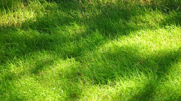 Blurry images of real natural green grass field top view angle.