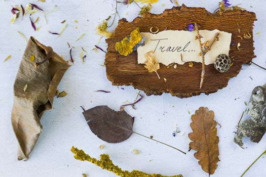 Autumn vibes travel memories, dried plants and flowers, copy paste space, letter and words on the old paper, herbarium theme.