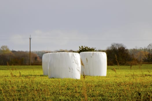 Hayricks on the countryside