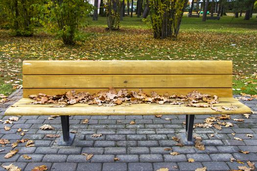 Chair in park at autumn and fall time, autumn leaves on the park's chair in Parnu, Estonia