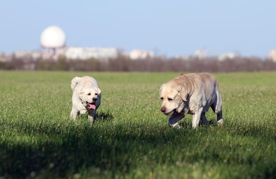 two lovely yellow labradors playing in the park