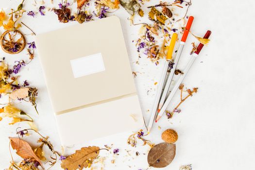 Notebook, pencils and plants on the white background, studio shot. Colorful stationery things and accessories. Marketing photos for business and web.