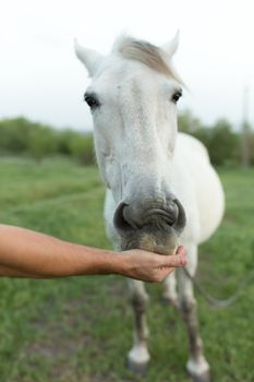 Hand feeding a white horse. Horse nose close-up.