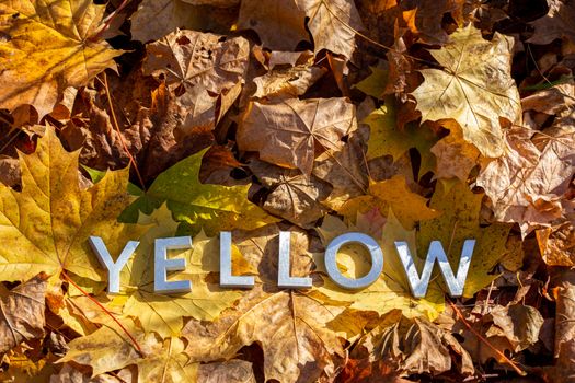 the word yellow laid with metal letters over autumn fallen leaves - closeup with selective focus.