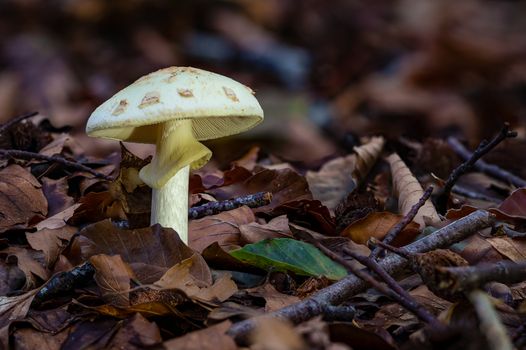 False death cap or Citron Amanita Amanita citrina is a basidiomycotic mushroom