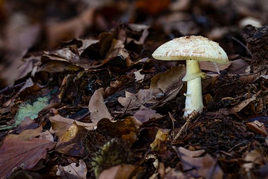 False death cap or Citron Amanita Amanita citrina is a basidiomycotic mushroom