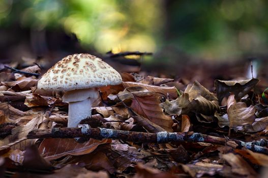 False death cap or Citron Amanita Amanita citrina is a basidiomycotic mushroom