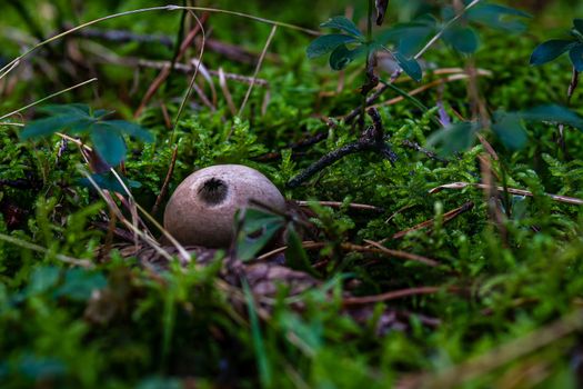 Apioperdon pyriforme commonly known as the pear-shaped puffball or stump puffball, is a saprobic fungus present throughout much of the world