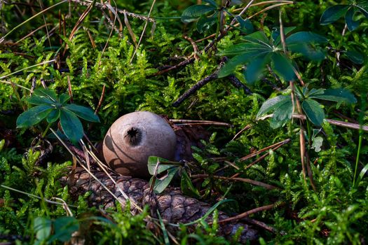 Apioperdon pyriforme commonly known as the pear-shaped puffball or stump puffball, is a saprobic fungus present throughout much of the world