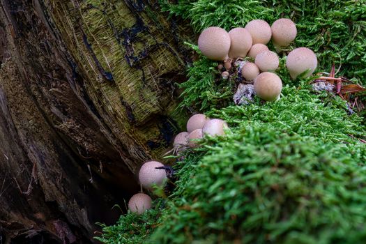 Apioperdon pyriforme commonly known as the pear-shaped puffball or stump puffball, is a saprobic fungus present throughout much of the world