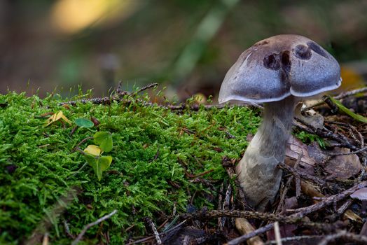 Cortinarius anomalus, also known as the variable webcap, is a basidiomycete fungus of the genus Cortinarius