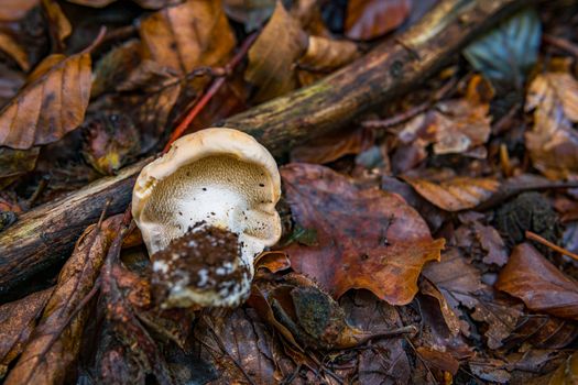 Hydnum repandum, commonly known as the sweet tooth, wood hedgehog or hedgehog mushroom, is a basidiomycete fungus of the family Hydnaceae