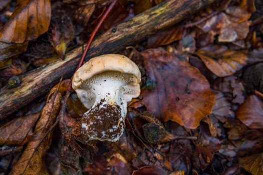 Hydnum repandum, commonly known as the sweet tooth, wood hedgehog or hedgehog mushroom, is a basidiomycete fungus of the family Hydnaceae