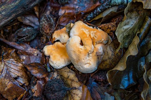 Hydnum repandum, commonly known as the sweet tooth, wood hedgehog or hedgehog mushroom, is a basidiomycete fungus of the family Hydnaceae