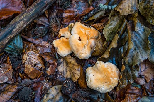 Hydnum repandum, commonly known as the sweet tooth, wood hedgehog or hedgehog mushroom, is a basidiomycete fungus of the family Hydnaceae